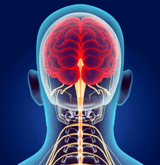 արգանդի վզիկի ողնաշարի նյարդային ջրանցքների նկարազարդում